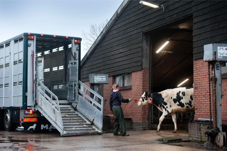 Vanuit de melkveehouderij meldden zich 213 ondernemers voor een beëindigingsregeling