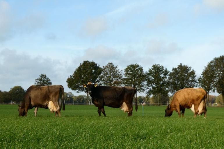 Daisy 24, Gre 257 en Gre 241, samen goed voor meer dan 430.000 kg melk, ruim 37.500 kg vet en eiwit en 9 sterren