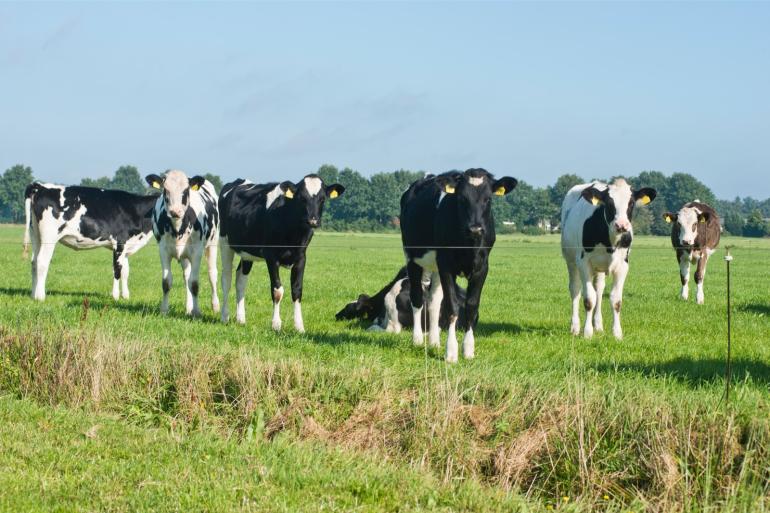 Doordat er relatief veel neerslag viel dit jaar, heeft weidend jongvee meer kans gekregen op besmetting en weerstandopbouw tegen maagdarm- en longwormen