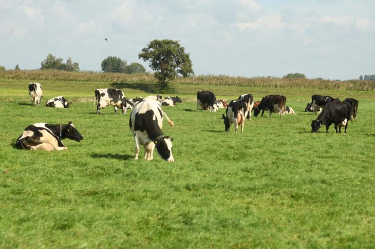 Met het toepassen van verlengde weidegang konden veehouders punten verdien voor de ecoregelingen