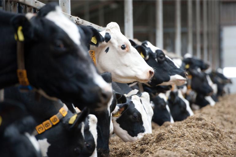 Volgens de FAO is het klimaat niet gebaat bij krimp van de veestapel in Nederland en Vlaanderen