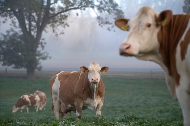 In Zuid-Duitsland zijn er nog veel bedrijven met een kleine veestapel (foto: Mark Pasveer)