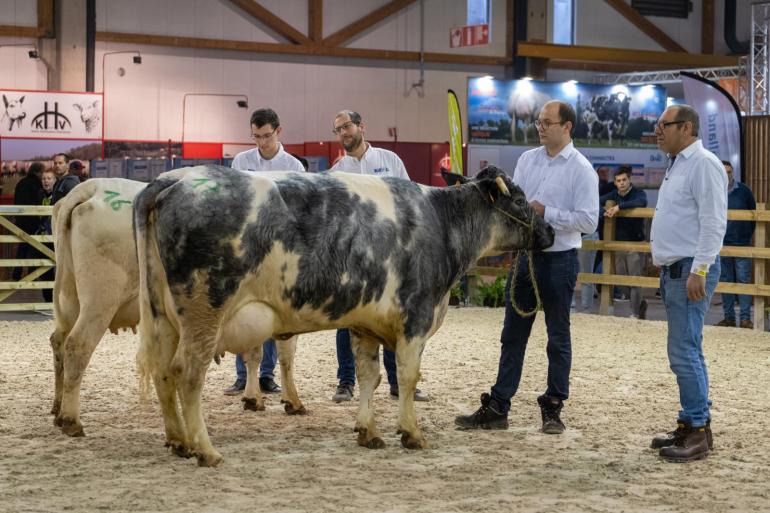 De jonge koe 1269 Ter Vaeren van Koen en Walter Vanacker was een van de nationale kampioenen van het Belgisch witblauw mixte ras.