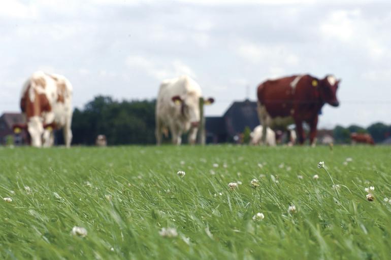 In België daalde het aantal biologische runderen met 5000