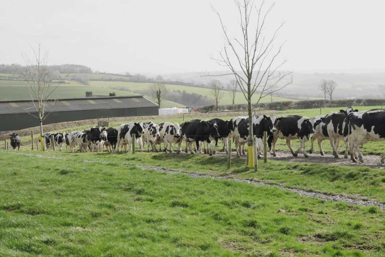 In Ierland nam de melkaanvoer in oktober met bijna 13 procent af