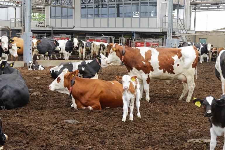 Volgens Dairy Campus is het tijd voor een totaal nieuw stalconcept waarbij dierwelzijn en emissiereductie centraal staan
