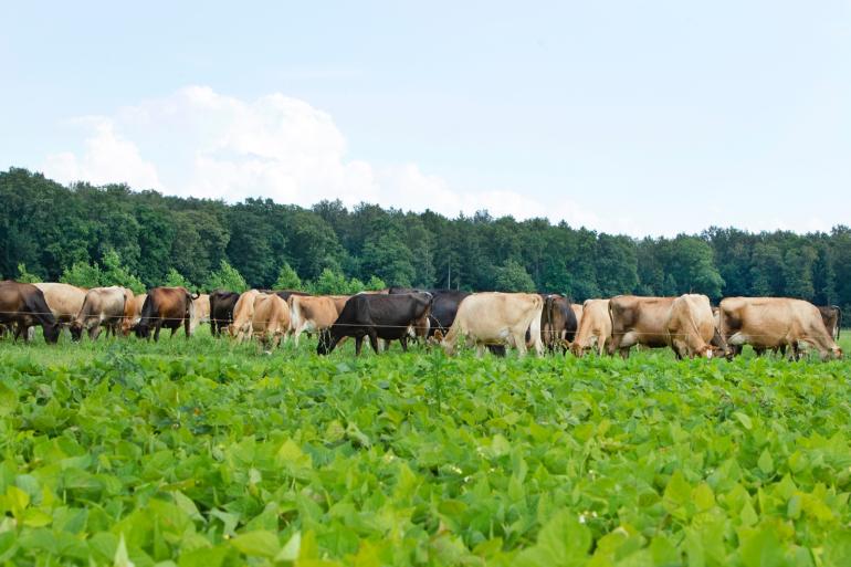 De jerseykoeien van Hakvoort grazen in een perceel met saladebuffet aangrenzend aan het Kuinderbos