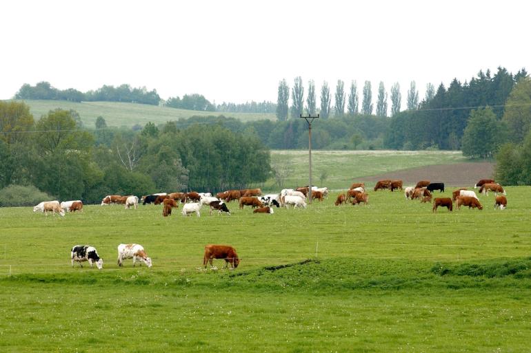 Analisten van de EU voorzien een structurele stijging van de melkprijs naar 50 cent in 2035, die grotendeels nodig zal zijn om hogere kosten op te vangen