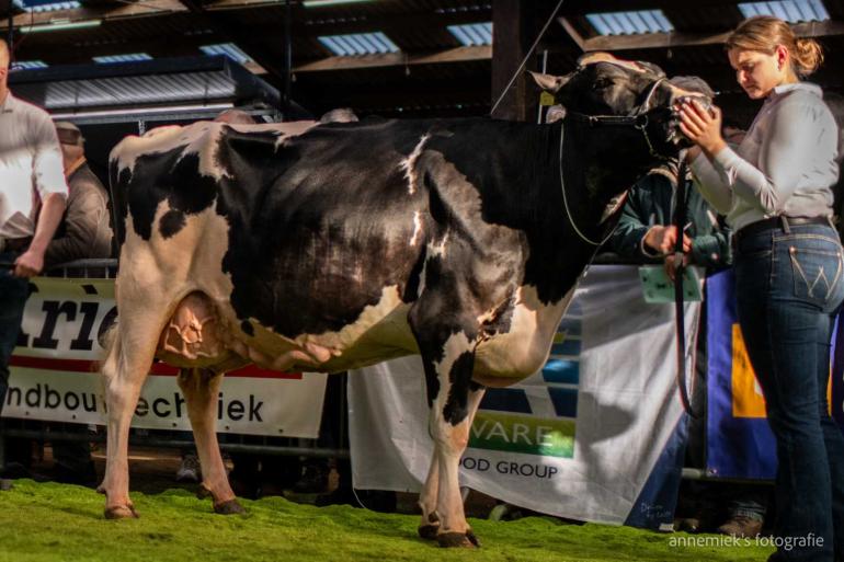 Annie 149 won de titel bij de oudere koeien in Etten-Leur (foto: annemiek’s fotografie)