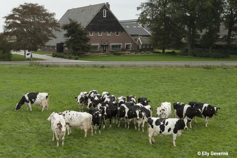 De twinitig honderdtonners, deze zomer al gefotografeerd door Elly Geverink