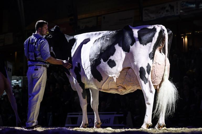 De Zwitsers kampoiene Goya is ingeschreven voor de Swiss Expo (foto: Guillaume Moy)