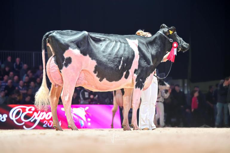 De titel bij de jonge koeien ging naar Kingsway Unix Jacqueline (foto: Fleur Maartje Bakker)