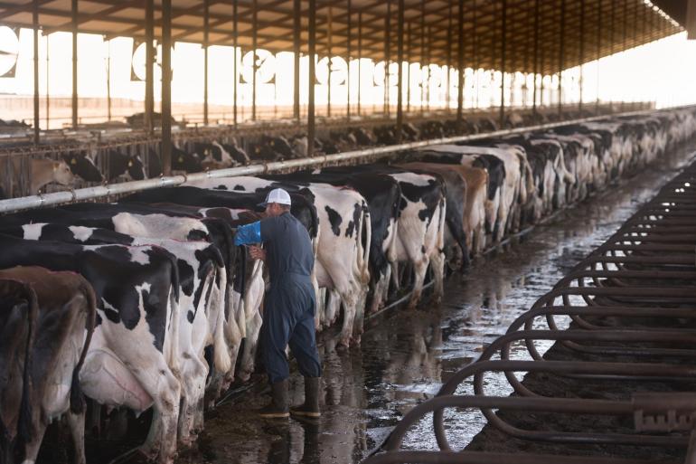 Genetica heeft in de VS bijgedragen aan een flinke verhoging van de melkproductie