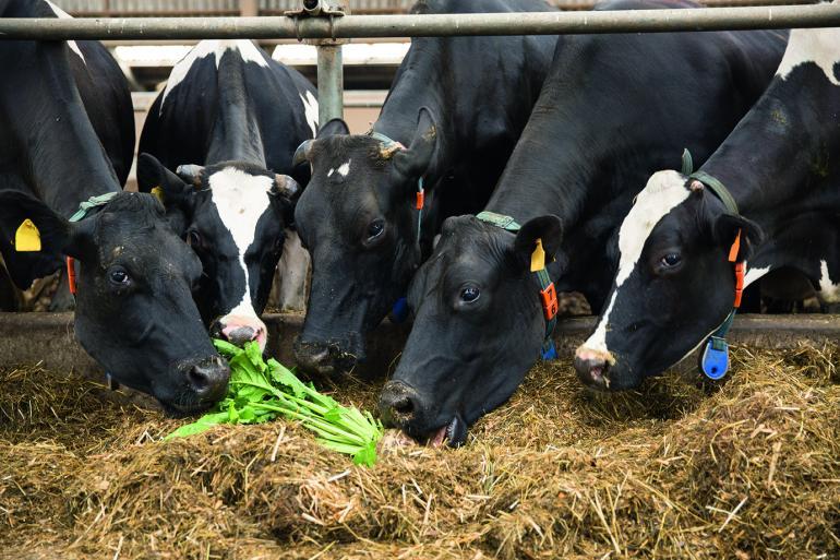 Feedbeet onmisbaar in het bouwplan