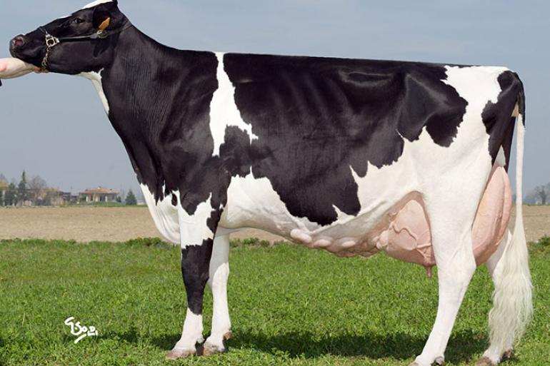 Met bijna 208.000 kg melk is Ronchi Comestar Lee Lea koploper voor levensproductie in Italië