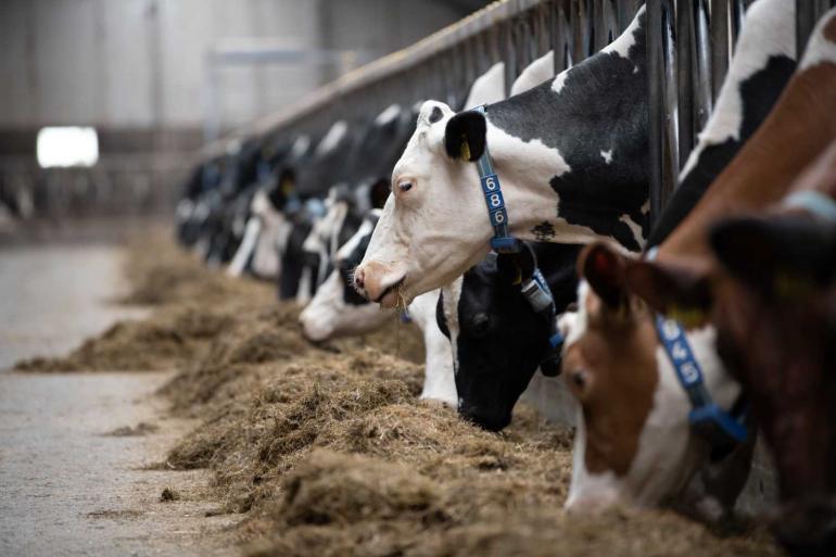 De sterfte van volwassen runderen op besmette bedrijven lag bijna 3,5 keer zo hoog