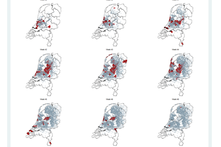 Figuur 1 – Kaartjes van Nederland per week van week 39 tot en met week 47 in 2023. Gebieden waar de sterfte van volwassen runderen duidelijk verhoogd is, zijn weergegeven in rood (bron: GD)