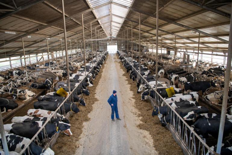 Van Vilsteren melkt zeshonderd koeien in het Groningse Oostwold