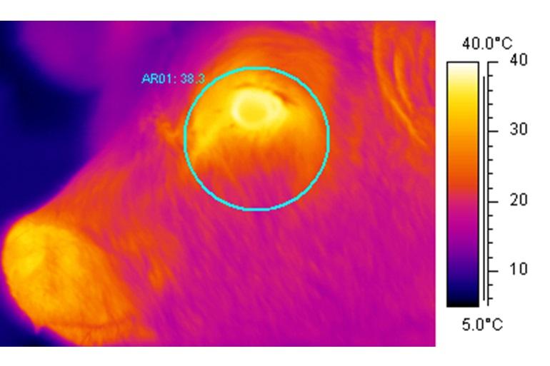 De temperatuur van het oog wordt met de warmtecamera geregistreerd