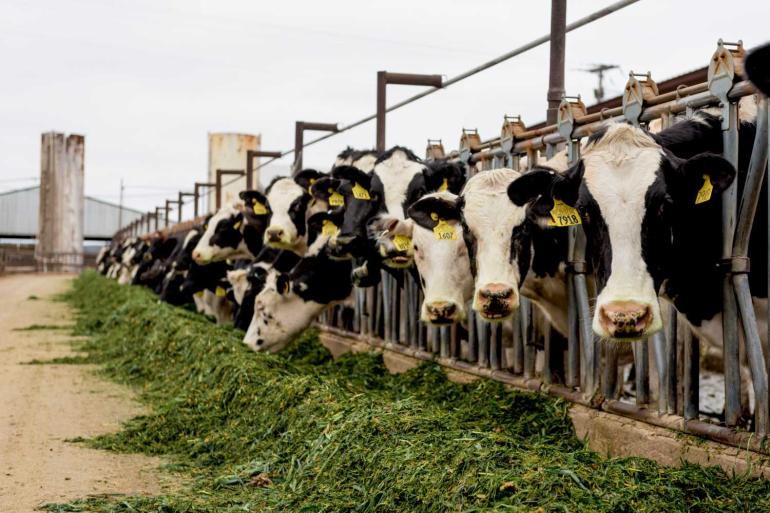 In vier jaar tijd kromp de Amerikaanse markt voor rietjes van melkveestieren met 3,7 miljoen doses
