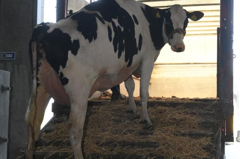 Aankoop van vee vergroot de kans op insleep van ibr