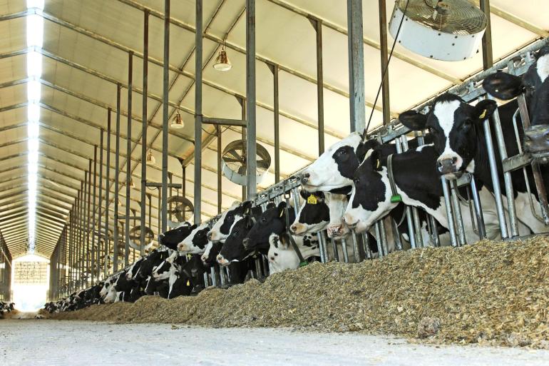 Voor het eerst is er vogelgriep vastgesteld op melkveebedrijven in de VS