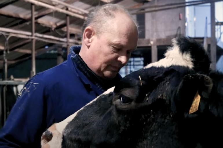Piet Grin geeft een van zijn koeien een knuffel