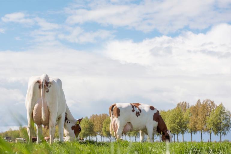 Mrij-koeien hebben genetisch gemiddeld meer veerkracht dan holsteinkoeien