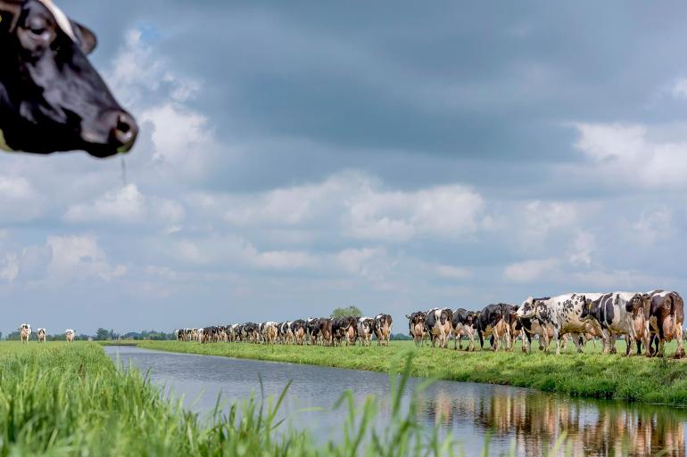 Koeien met een hoge genetische aanleg voor veerkracht produceren stabieler, zijn gezonder en hebben een langere levensduur.