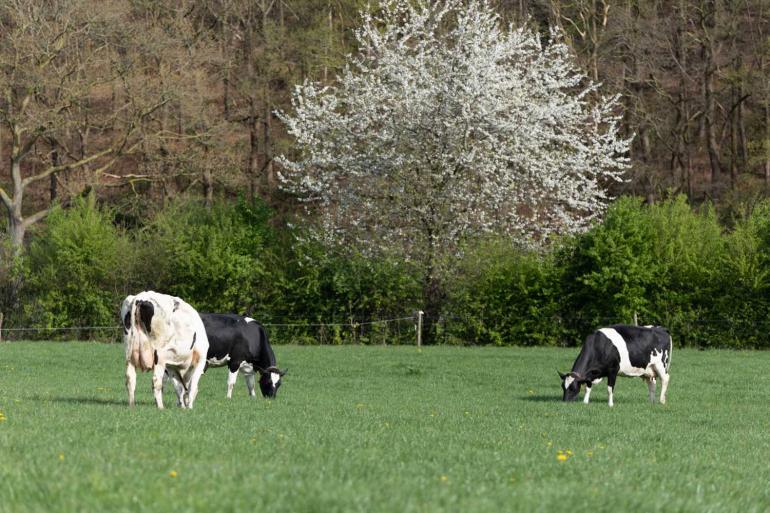 Als de koeien de smaak van het gras te pakken hebben, moet de eiwitgift in bijvoeding fors naar beneden