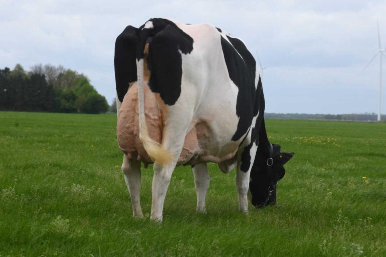Drouner Ria 1420 produceerde inmiddels meer dan 53.000 kg melk met 3,79% eiwit
