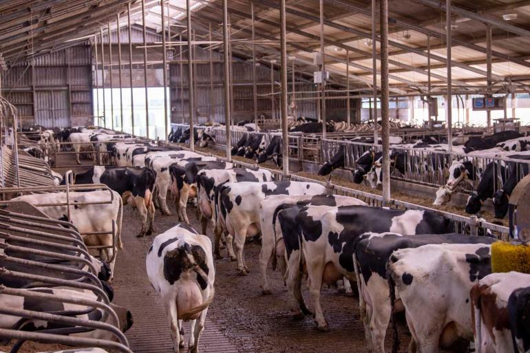 Nederland telde in 2023 bijna 1300 bedrijven met 200 of meer melkkoeien