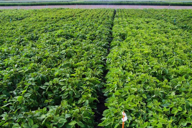 De laatste stap naar grootschalige teelt van Belgische soja is volgens ILVO het organiseren van een keten van landbouwers en de voedselverwerkende industrie