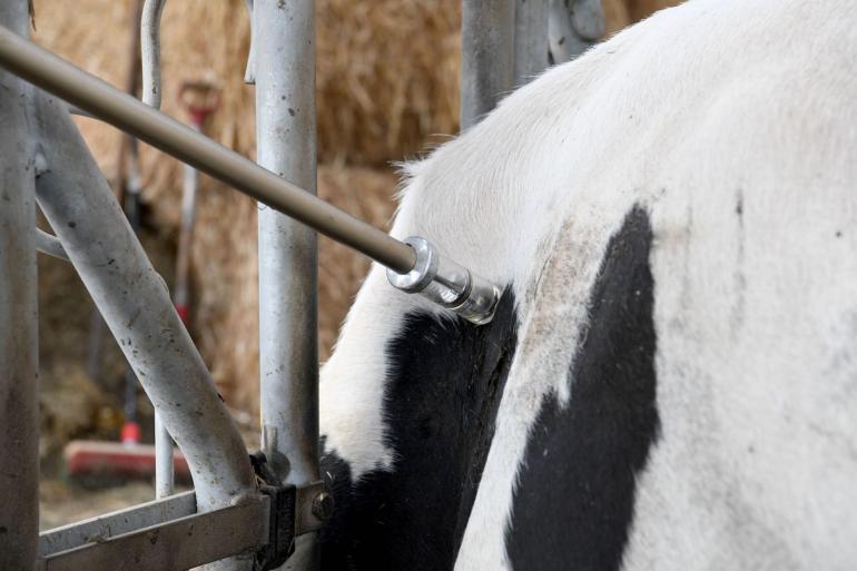 Het nieuwe vaccin is het eerste vaccin waarbij effectiviteit is aangetoond bij zowel schapen als runderen