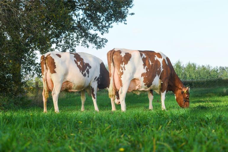 Zestig melkveehouders hebben koeien aangemeld voor de Nationale Roodbont Show