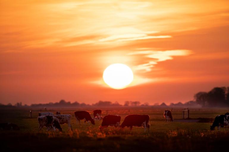 Koeien tonen al tekenen van hittestress bij een temperatuur van 12 graden Celcius