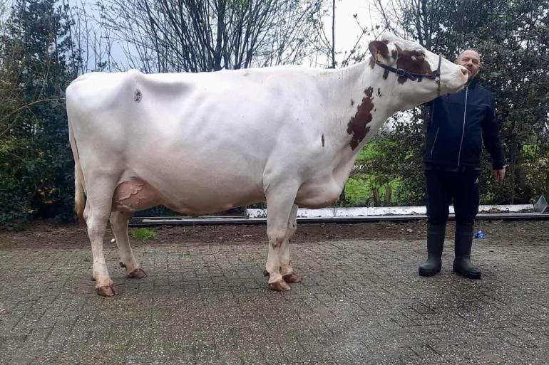 Sodandochter JU Lunia 232 schreef de rubriek koeien op haar naam