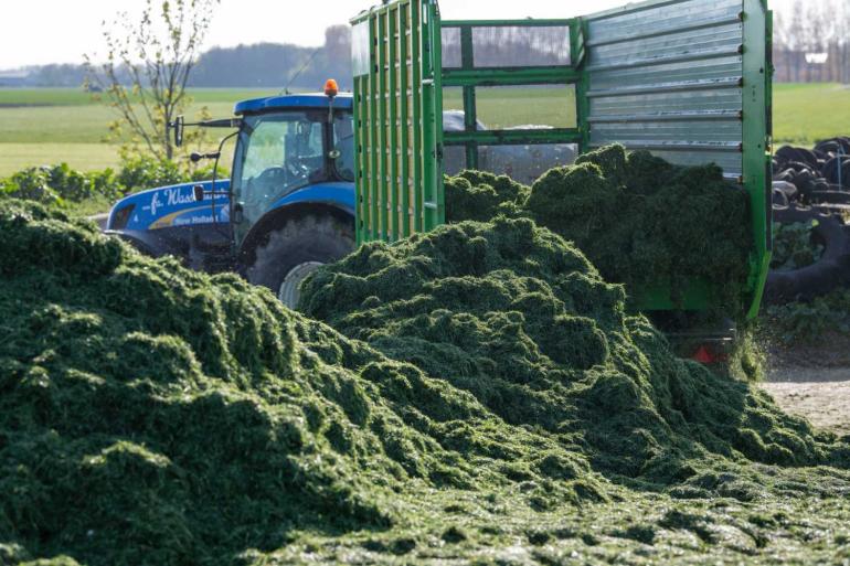 De graskuilen van 2023 bevatten meer fosfor dan in 2022