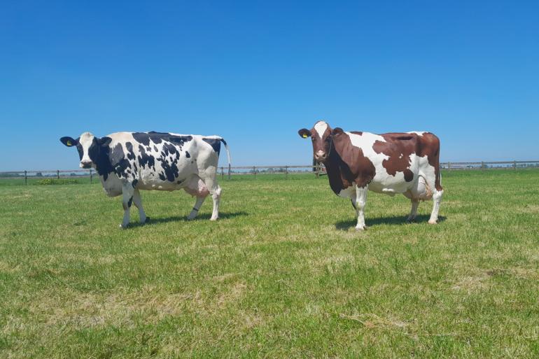 Twee van de vier honderdtonners bij Thybaut: Margriet 117 (v. Saxobeat) en Pientje 35 (v. Wildo) (foto: Paulien de Weerd)