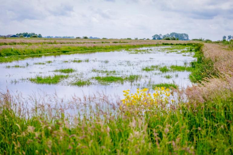 Verhogen van het waterpeil heeft grote gevolgen voor agrarische werkzaamheden