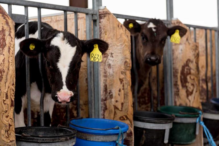 Het gros van de genoomtesten komt voor rekening van vrouwelijke dieren