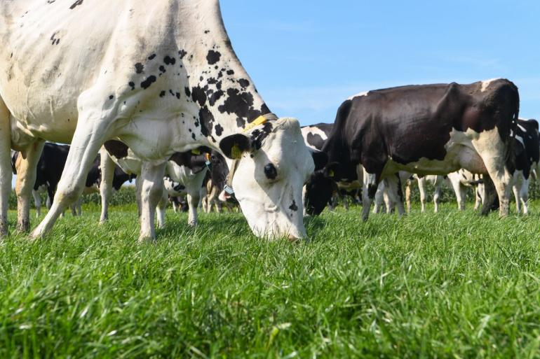 De grasgroei was wisselend afgelopen tijd, maar met volop vocht en warmte gaat de turbo er weer op