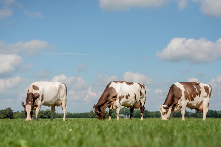 Bij een driewegkruising wordt 88 procent van de maximale heterosis gerealiseerd