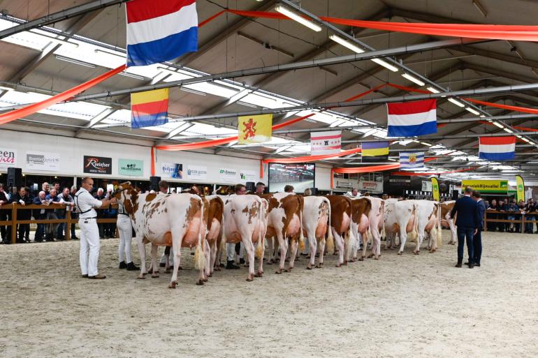 De latere middenklaskampioene De Wijde Blik Mariegold 6a (v. Crown) op de 1a-positie in haar rubriek (foto: Henk Lomulder)