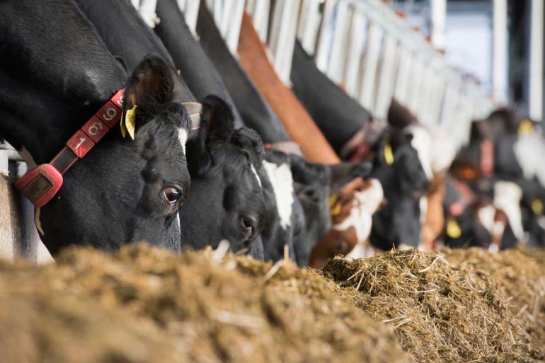 Bedrijven met een laag aandeel mais scoorden gemiddeld hoger voor ruw eiwit