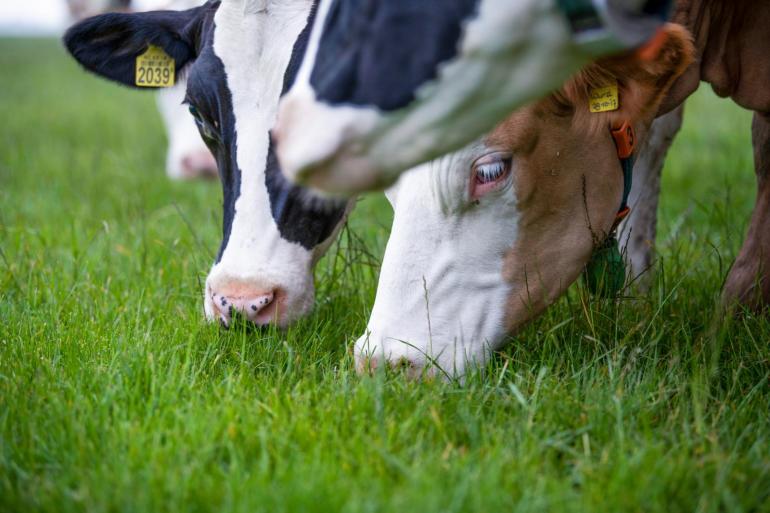 In rantsoenen met veel vers weidegras is een kleiner aandeel ruw eiwit afkomstig uit krachtvoer