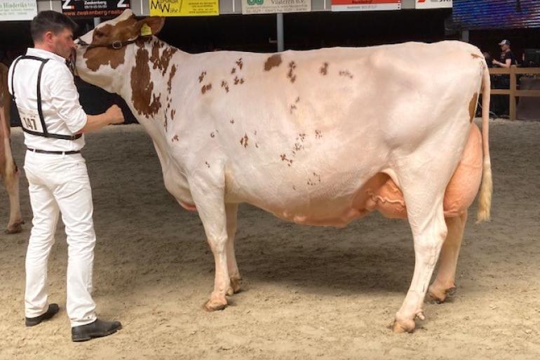 De reserekampioene oudere koeien, Barendonk Brasilera 26 (v. Agent), in de ring in Mariënheem