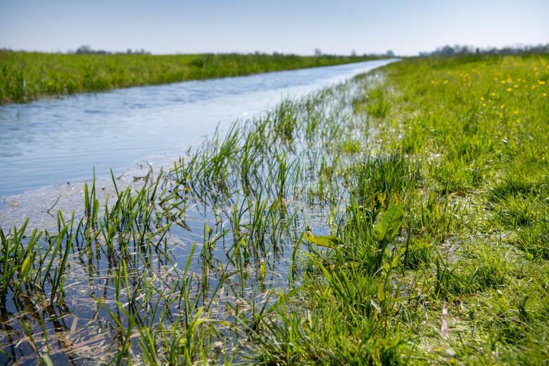 Vanwege het extreem natte voorjaar is weidegang later van start dit jaar