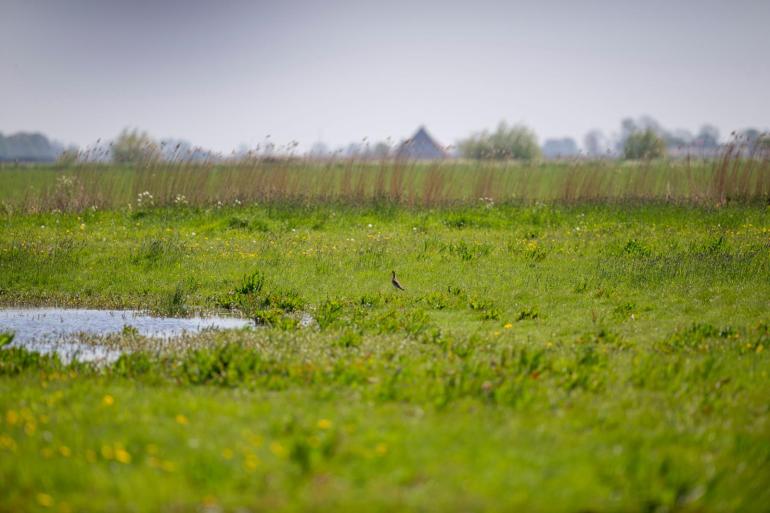 De Natuurherstelwet is na lang steggelen vandaag toch aangenomen door de EU