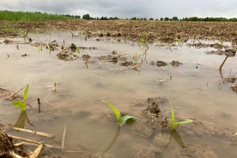 Van de mais die nog wordt gezaaid zal de voederwaarde vies tegenvallen volgens Jos Groot Koerkamp van Limagrain